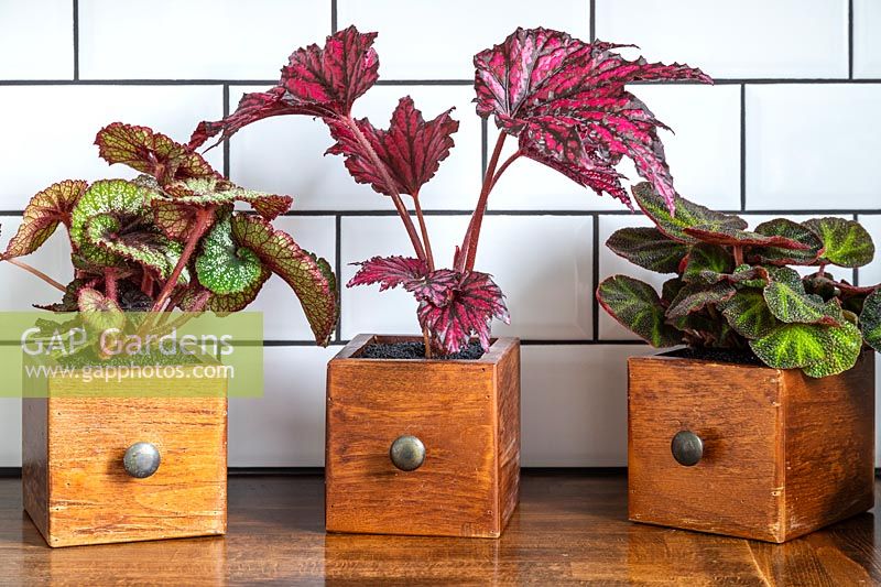Small wooden drawers planted with Begonia 'Rocheart', Begonia 'Merrymaker' and Begonia soli-mutata syn. Begonia 'Burle Marx' or Begonia glaziovii