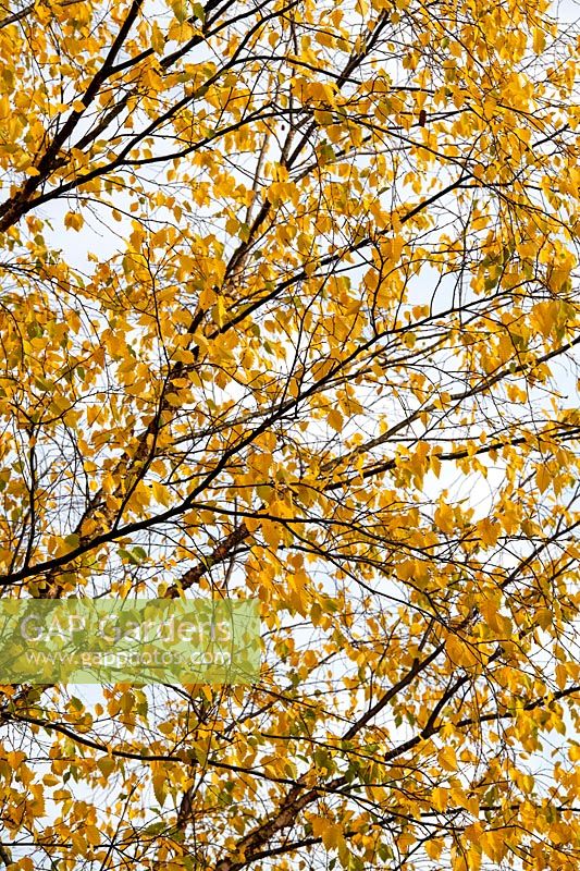 Betula nigra 'Little King' - River birch tree foliage in autumn. 