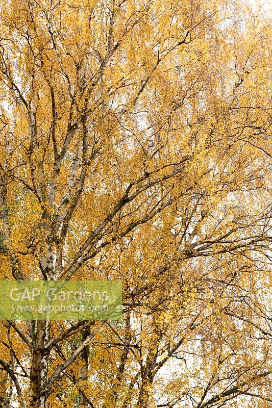 Betula pendula - Silver Birch - tree 
