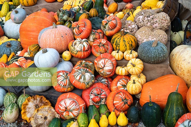 Cucurbita pepo - Pumpkins, gourds and squash on display at RHS Wisley gardens in autumn