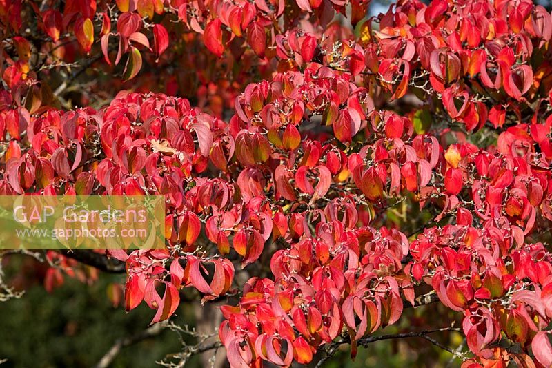 Cornus kousa var. chinensis - Chinese dogwood foliage in autumn. 