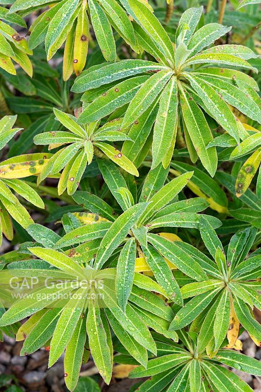 Euphorbia mellifera - 'Honey spurge'