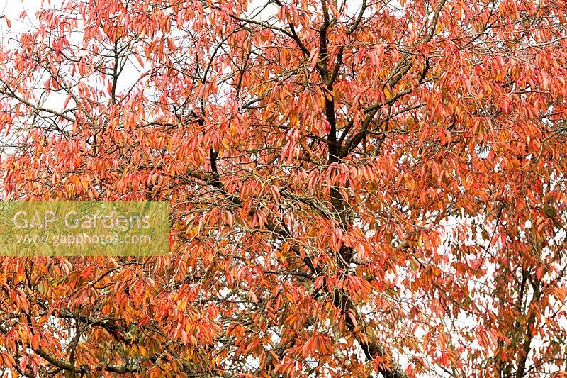 Prunus x juddii - Ornamental cherry tree foliage in autumn . 