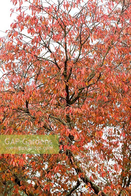 Prunus x juddii - Ornamental cherry tree foliage in autumn. 