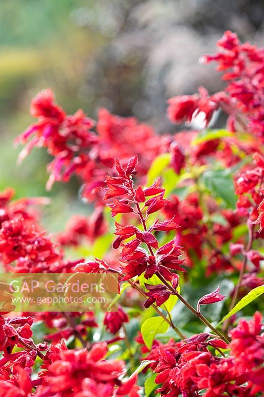 Salvia splendens 'Jimi's Good Red' - Scarlet sage 'Jimi's Good Red' in autumn. 