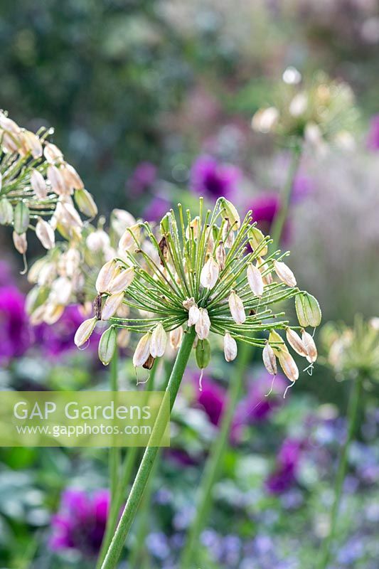 Agapanthus - African Lily - gone to seed 