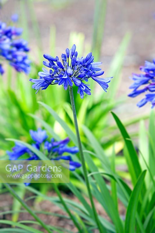 Agapanthus 'Ever Sapphire' - African Lily 'Ever Sapphire'