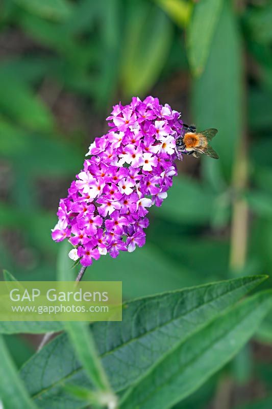Buddleja 'Berries and Cream' - Butterfly Bush 'Berries and Cream'