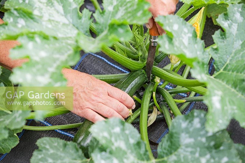 Harvesting Courgettes