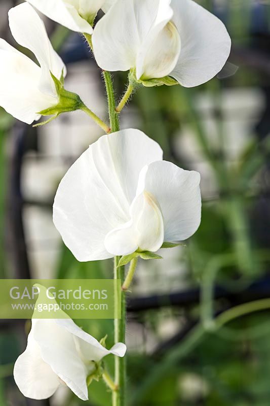 Lathyrus odoratus  'White Supreme' - Sweetpea