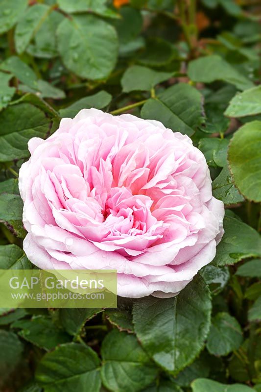 Rosa 'Eustacia Vye' - English shrub rose