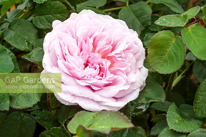 Rosa 'Eustacia Vye' - English Shrub Rose