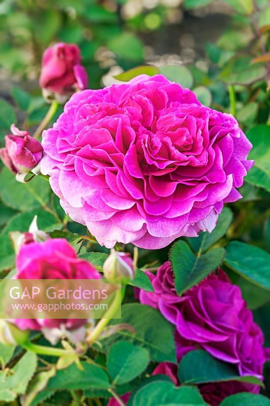 Rosa 'Timeless Purple' - Rose hybrid tea