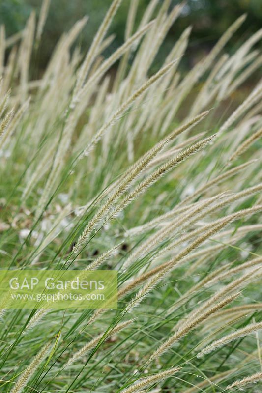 Pennisetum macrourum - African Feather Grass