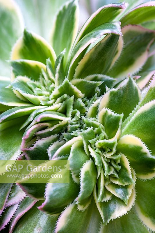 Aeonium Cristata 'Sunburst' - an unusual variegated form with compressed and twisted rosettes.