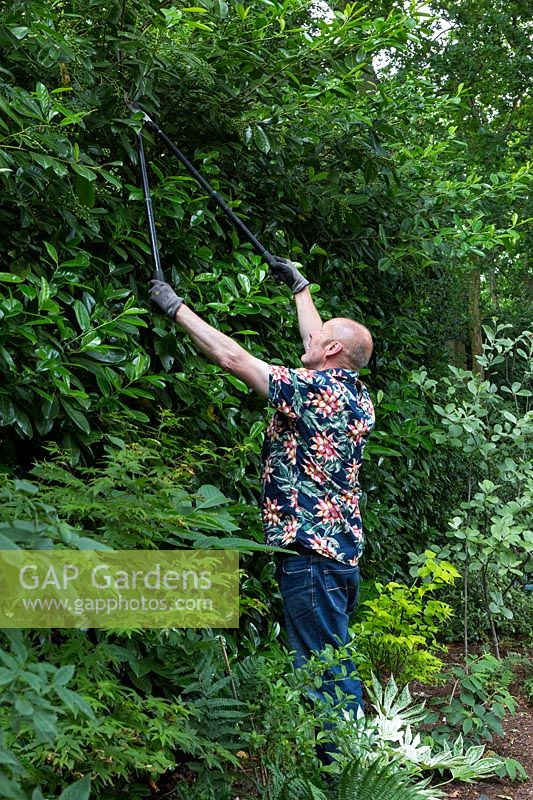 Allan Inness clipping back the hedge at the back of garden. 
