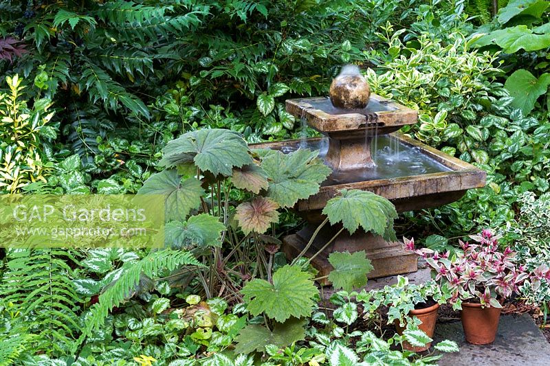 Stone water feature sits amidst a foliage planting including: Euonymus japonicus 'Kathy', Lamium, Mahonia, large-leafed Begonia and Petasites hybridus with Fuchsia 'Tom West' and Hedera - Ivy - in pots