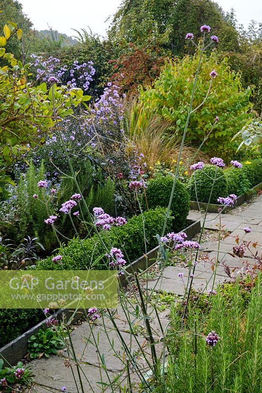 Looking down the pathway where the last of the Verbena bonariensis picks up the michaelmas daisies, Aster cv. coming into flower behind it.