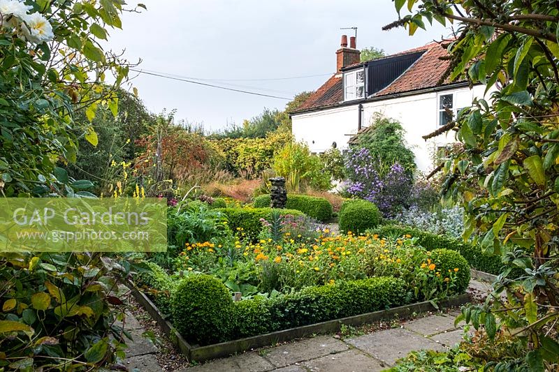 View over paved path and beds edged with Buxus - Box - containing self-seeded Calendula officinalis - Pot Marigold in the foreground. Towards the house a bed with Aster, ornamental grasses and trees