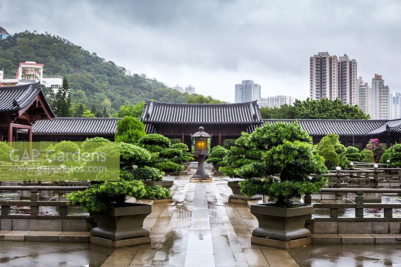 View across the Lotus Pond courtyard, to the covered walkway around the edge. In the background are the hills and buildings, and in the foreground, clipped Buddhist pines, Podocarpus macrophyllus and the ornamental stone railings surrounding the ponds.