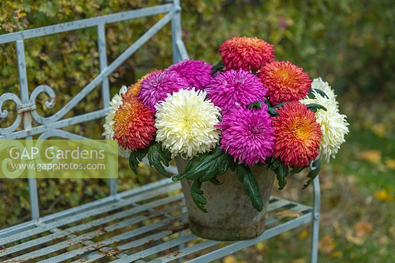 Chrysanthemums Dorridge Crystal, Amy Lauren and Evesham Vale