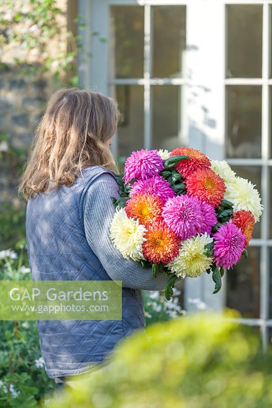 Woman carrying Chrysanthemums Dorridge Crystal, Amy Lauren and Evesham Vale