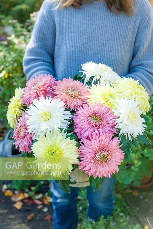 Woman holding bunch of Chrysanthemums Patricia Miller Cream, Deep Rose and White