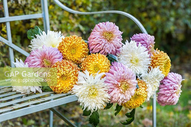 Chrysanthemums Clarksdale, Harry Tolley and Millie Matthew laid on a bench