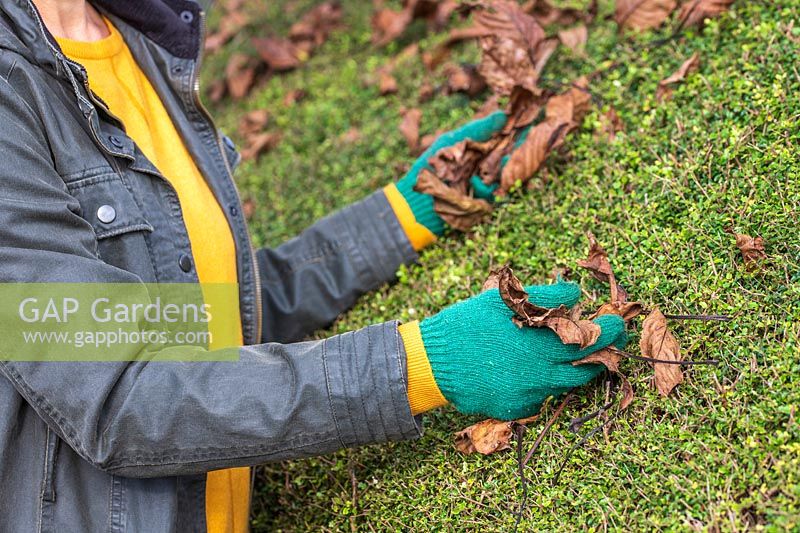 Woman removing fallen Juglans - Walnut - tree leaves from a hedge