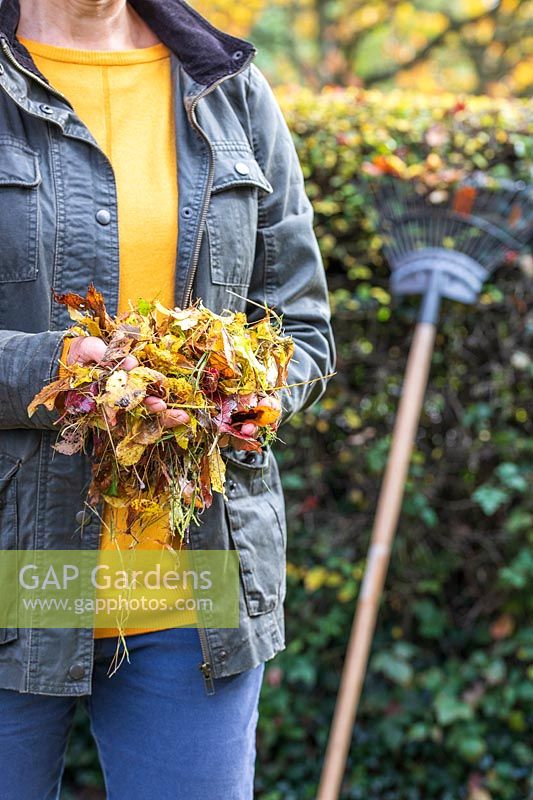 Woman holding fallen leaves and moss collected when raking lawn