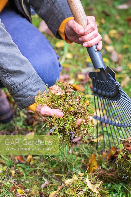 Removing debris from rake head after scarifying a lawn 