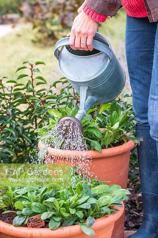 Woman using a watering can to water the newly planted pot