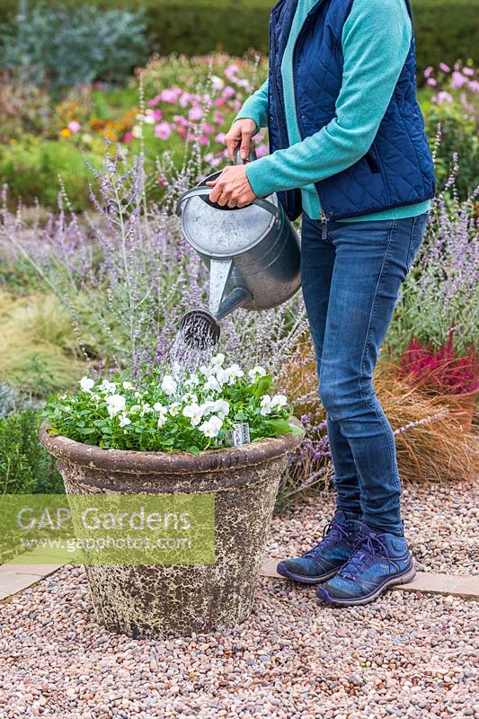 Woman using a watering can to water the newly planted container