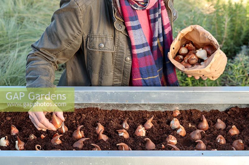 Woman adding a mix of two different Tulip bulbs