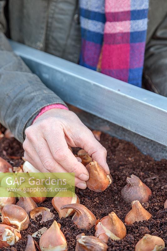 Woman adding a mix of two different Tulip bulbs to galvanised container