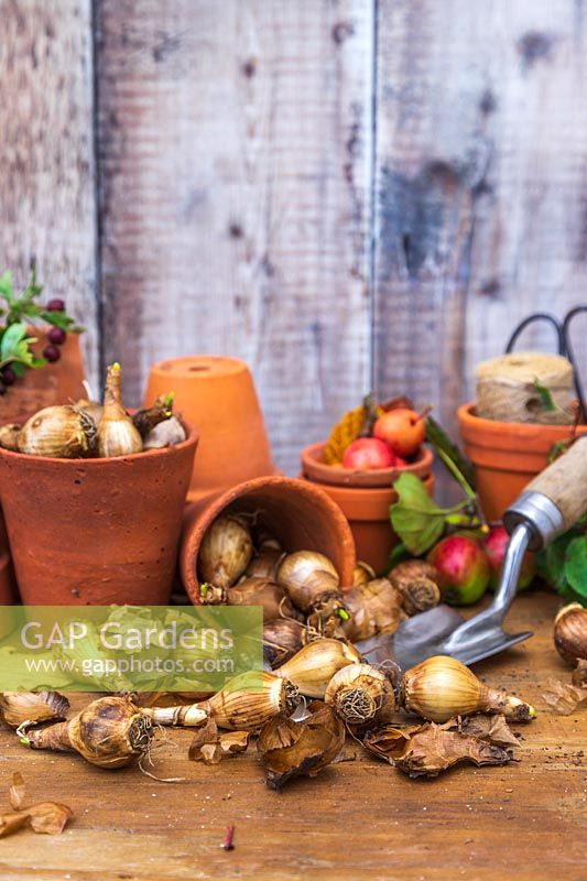 Autumnal bulb still life with daffodil bulbs, terracotta pots and tools