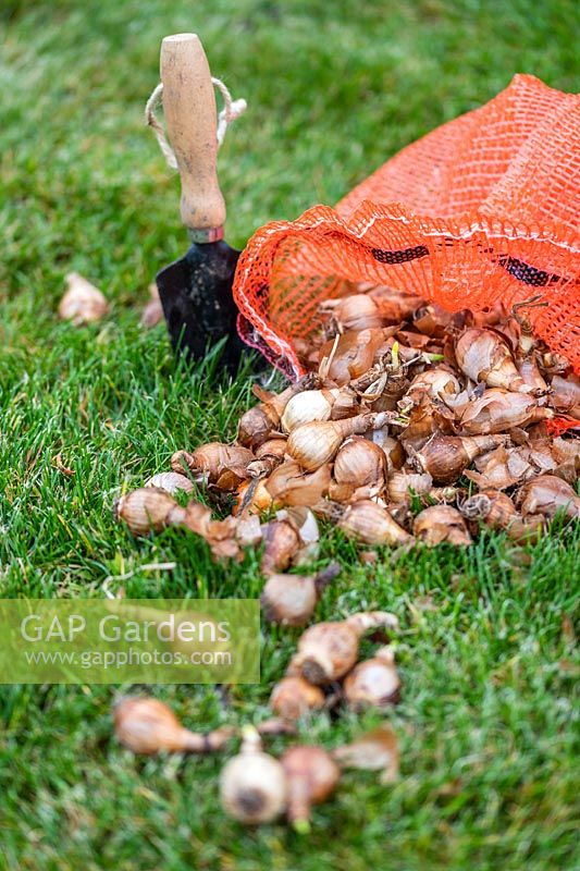 Net with Daffodil bulbs spilling out onto lawn in Autumn ready for planting