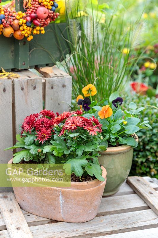 Autumnal pots with Chrysanthemum and Viola