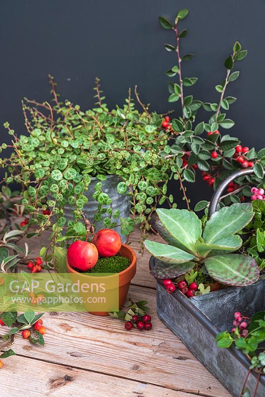 Autumnal display with houseplants in metal tray, foliage houseplants, hawthorn berries and crab apples.