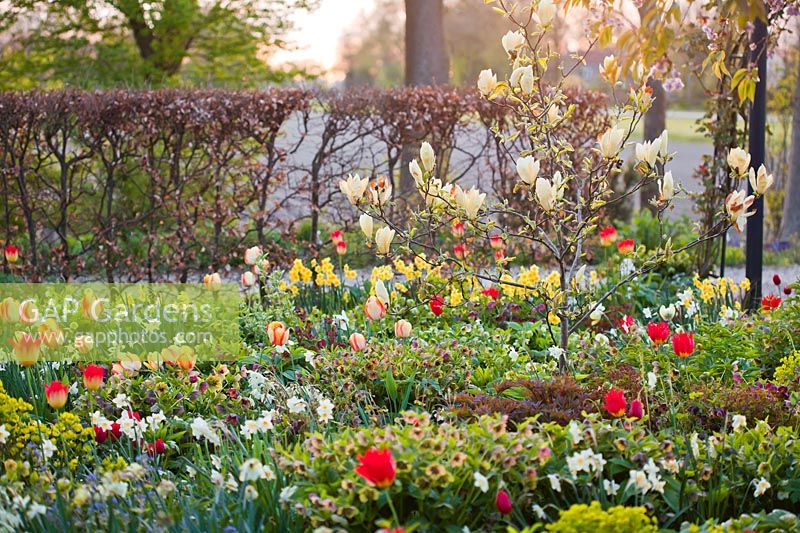 Mixed spring border with Tulipa 'Aperitif', Narcissus geranium, Hellebores orientalis and Magnolia.