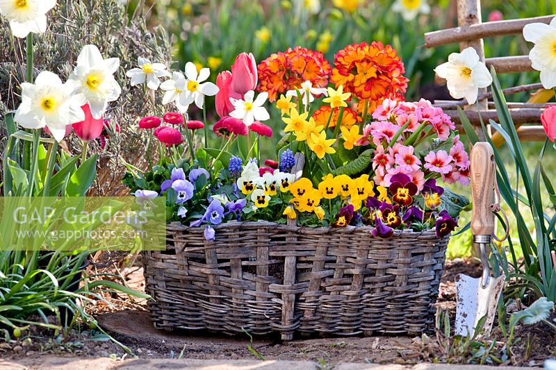 Basket filled with pansies, tulips, daffodils, primroses and bellis.