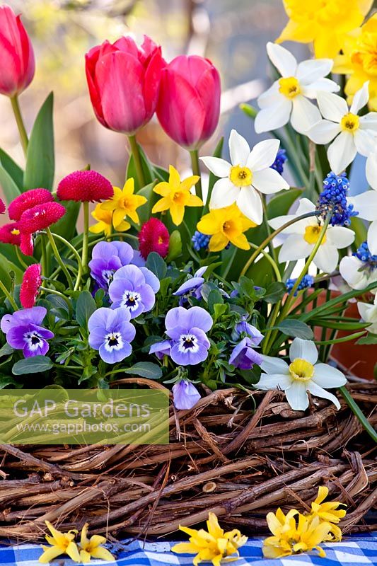 Mixed planting with tulips, pansies, daffodils and bellis.