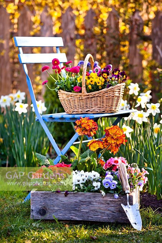 Floral arrangement of colourful bedding in flower in a basket and a box