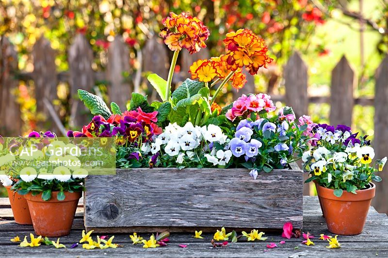 Floral arrangement in a box with Primula, Bellis and Viola - Pansy, small pots of bedding nearby
