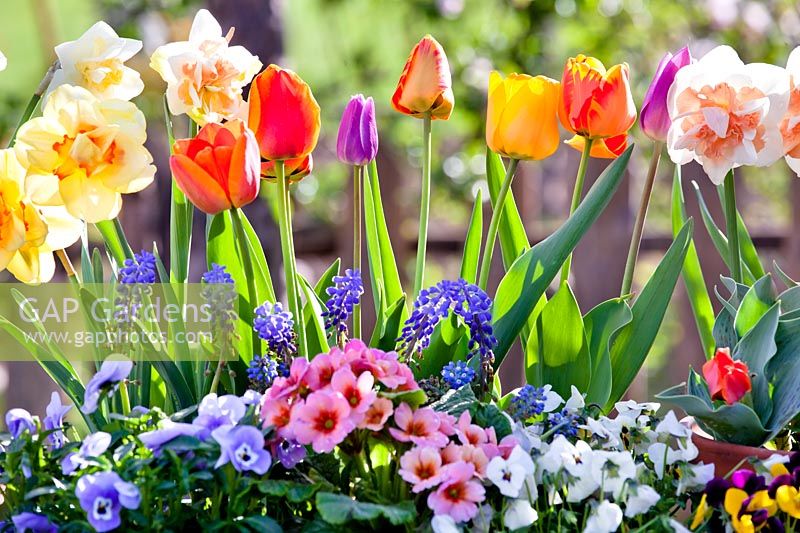Narcissus - Daffodil, Tulipa - Tulip, Primula - Primrose, Muscari - Grape Hyacinth and Viola - Pansy