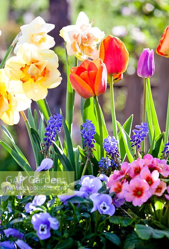 Narcissus - Daffodil, Tulipa - Tulip, Primula - Primrose, Muscari - Grape Hyacinth and Viola - Pansy 