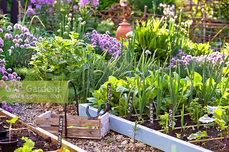 Kitchen garden with Leek, Spinach, Parsley and Onion in raised beds and herb garden with Chive and Welsh Onion beyond 