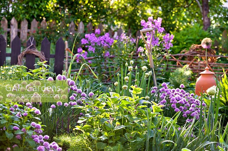 Salvia verticillata - Lilac Sage, Allium fistulosum - Welsh Onion and Allium schoenoprasum - Chive - in herb garden 
