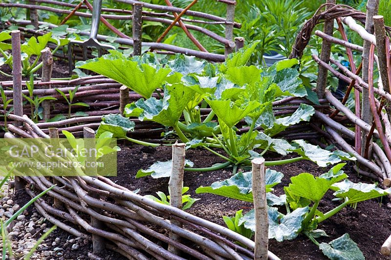 Courgette plants in a raised bed with woven hurdle sides 