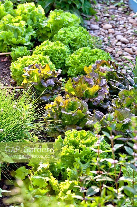 Lactuca sativa 'Joliac' and Lactuca sativa 'Carioca' - Lettuce - showing different leaf colours and textures growing in a bed